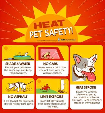 how does the heat affect dogs